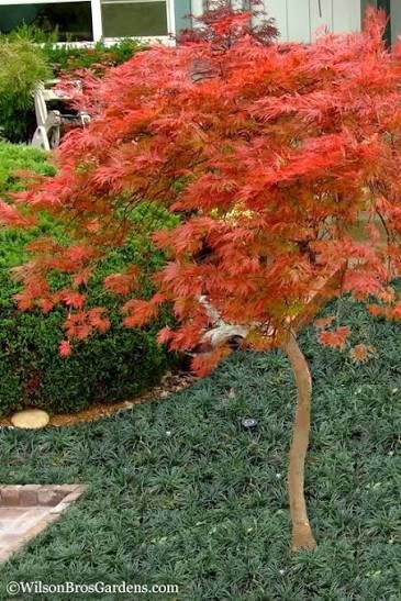 Acer, palma, Orangeola - #15