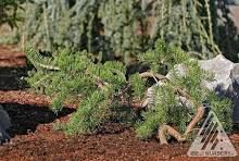 Picea, banks, Uncle Fogy - #15