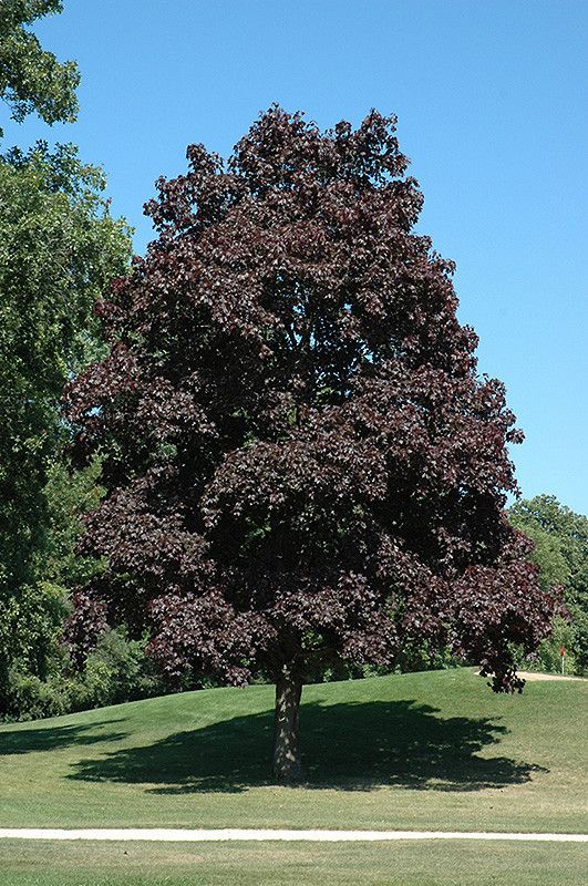 Acer, plat, Crimson King - #30
