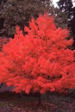 Acer, rubrum, October Glory - #30
