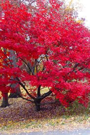 Acer, japon, Morning Starburst- #15