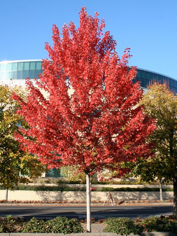 Acer, rubrum, Autumn Blaze - #30