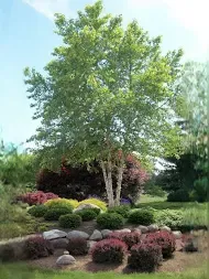 Betula, nigra, Dura-Heat Clump - #15