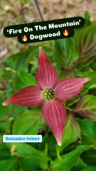Cornus, fl, Fire on the Mountain - #10