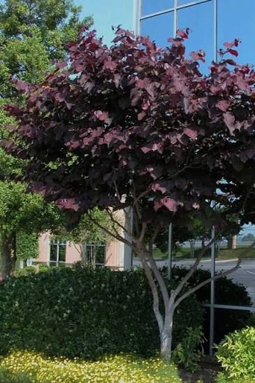 Cercis, canadensis, Black Pearl - #10