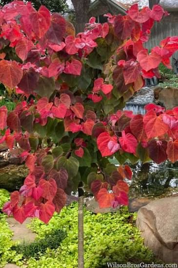 Cercis, canadensis, Hearts A Fire - #10