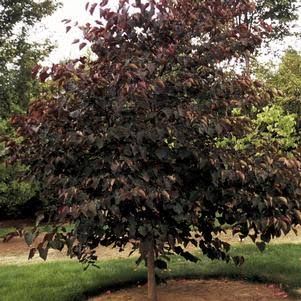Cercis, canadensis,  Velvet Hearts - #15