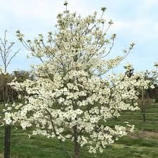 Cornus, fl, Super Princess - #15