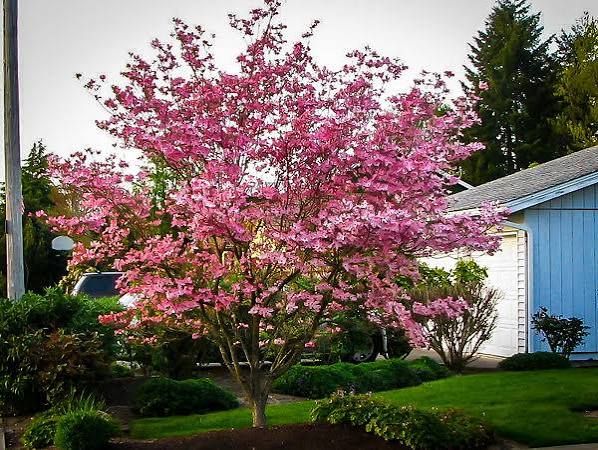 Cornus, kousa, c., Stellar Pink - #20