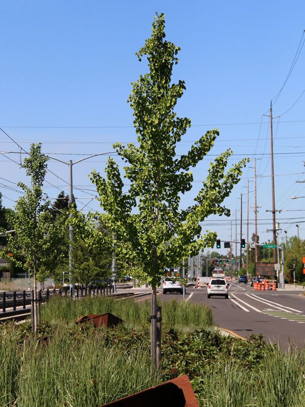 Ginkgo, biloba, Princeton Sentry - #15