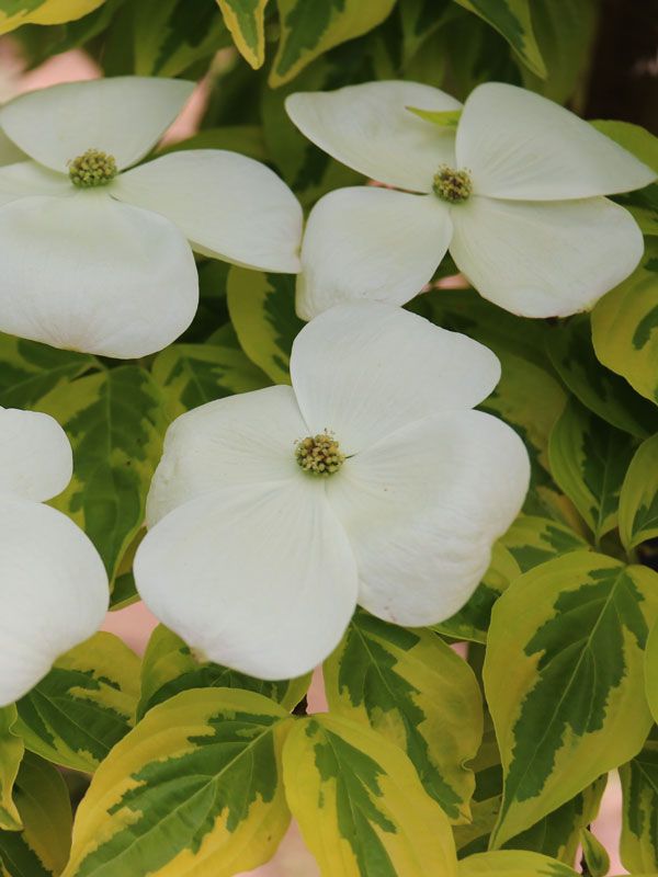 Cornus, kousa, c., Celestial Shadow - #15