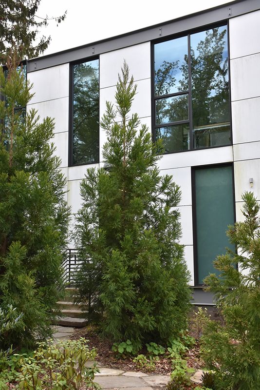 Cryptomeria, Japonica, Yoshino- #15