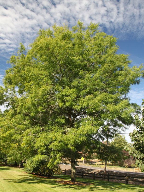 Gleditsia, tria, var, iner, Skyline - #20