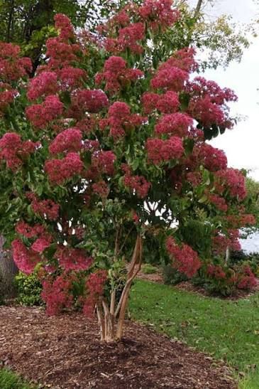 Heptacodium, Miconoides, Temple of Bloom - #10
