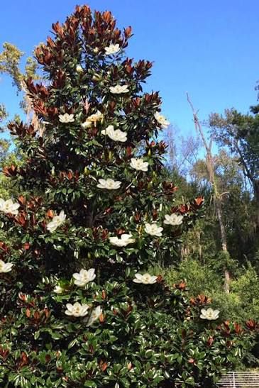 Magnolia, grand, Bracken Brown Beauty - #15
