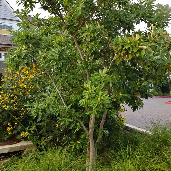 Magnolia, virginiana, Sweet Bay - #30