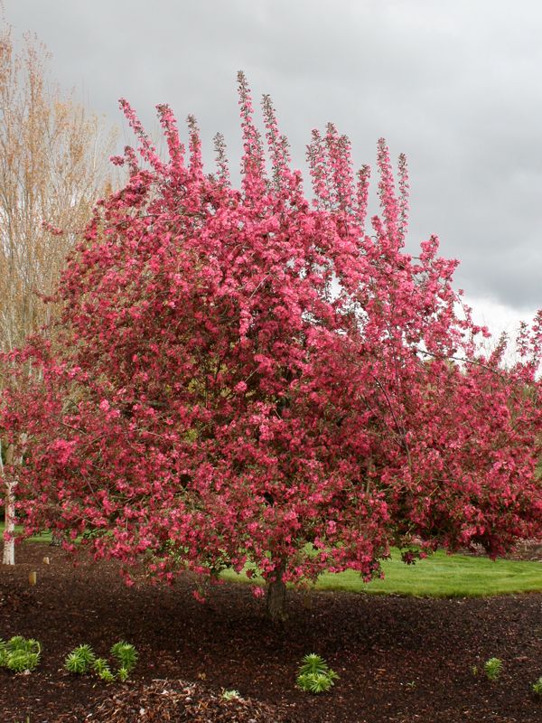 Malus, Purple Prince - #15