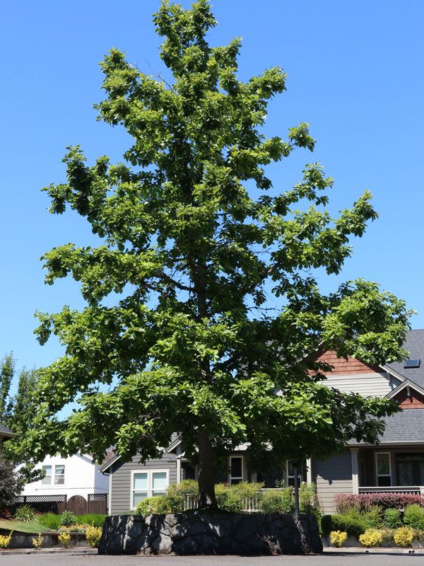 Quercus, bicolor, Swamp White - #30
