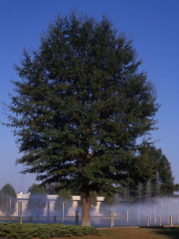 Quercus, phellos, Willow Oak - #15