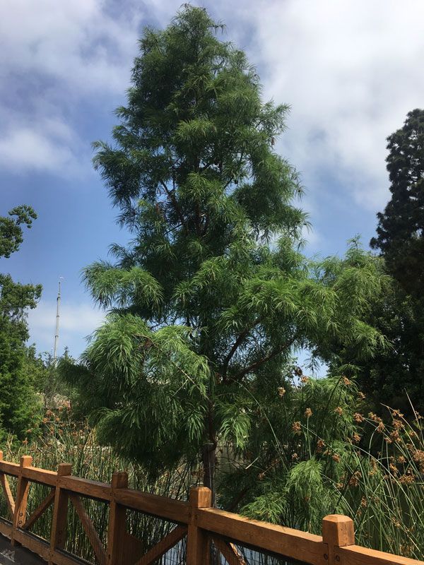 Taxodium, distichum, Bald Cypress - #15