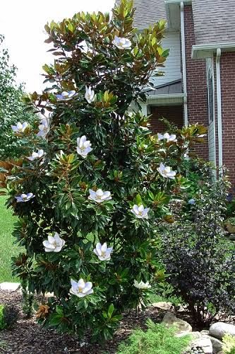 Magnolia, virginiana, Moonglow - #15
