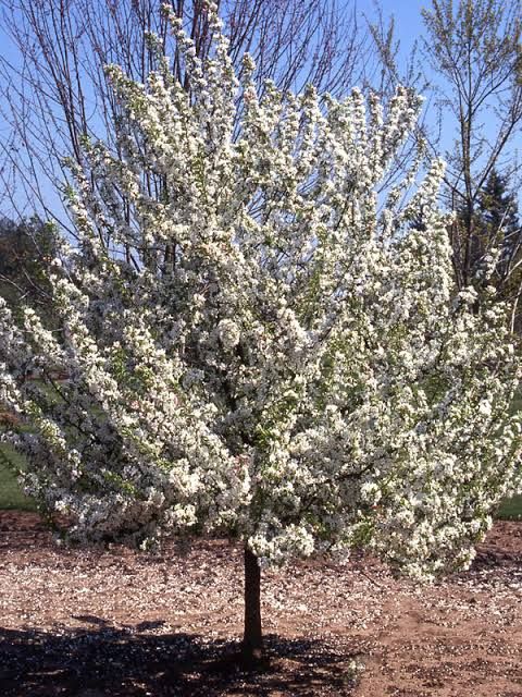 Malus, Sugar Tyme White - #15