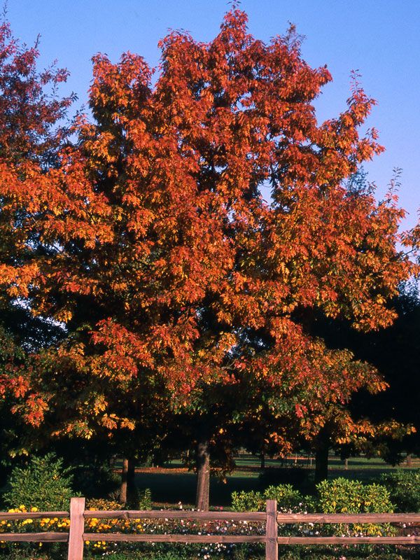 Quercus, rubra, Red - #30