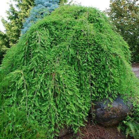 Taxodium, distichum, Falling Waters - #15