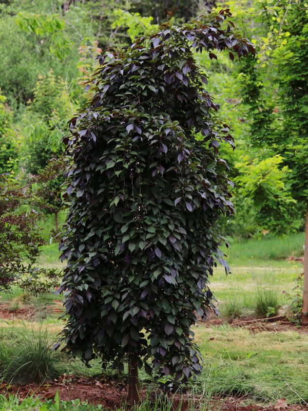 Styrax, japonicus, Nightfall - #20