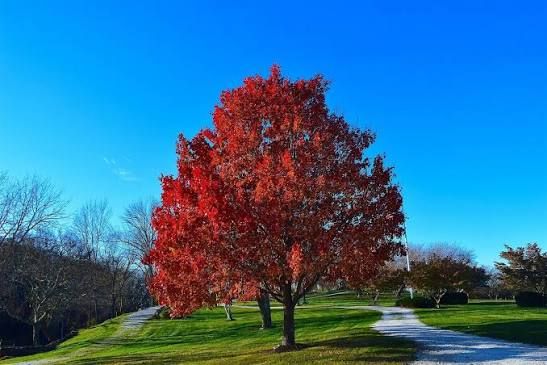 Acer, rubrum, Autumn Fantasy - #15