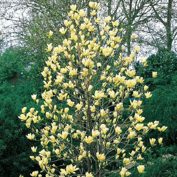 Magnolia, acuminata, Yellow Bird- #15