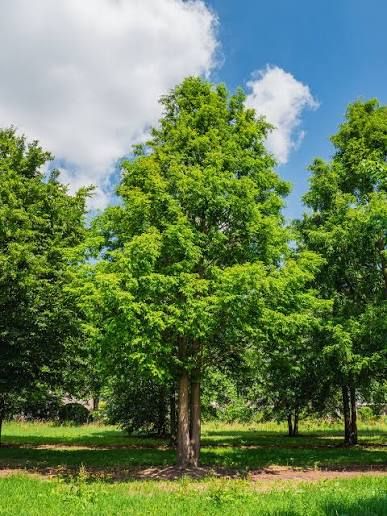 Metasequoia, glyprostroboides, Dawn Redwood, - #15