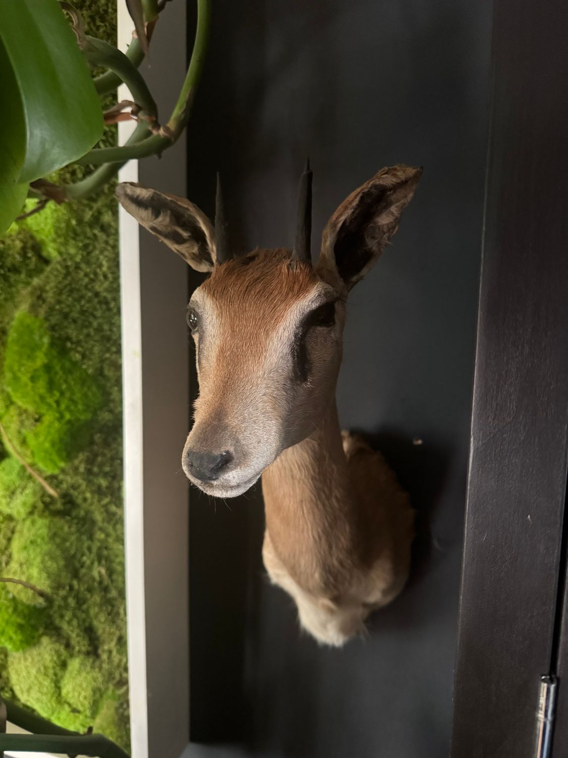 Dik Dik