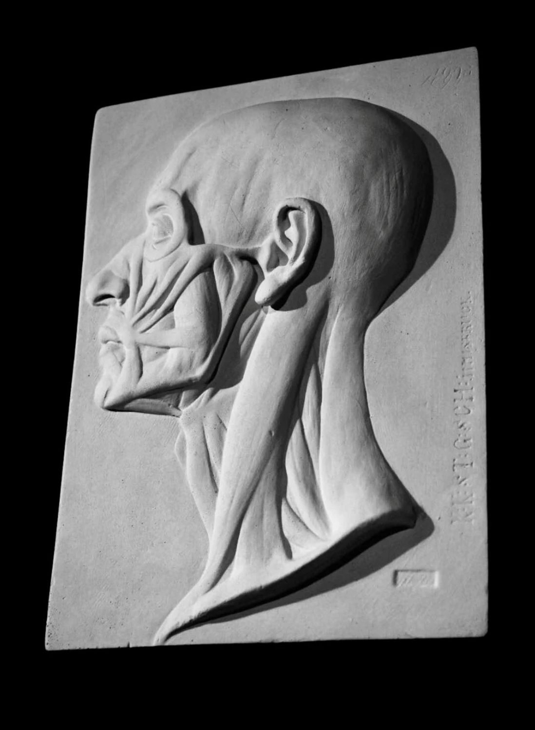 Anatomical Plaster Head