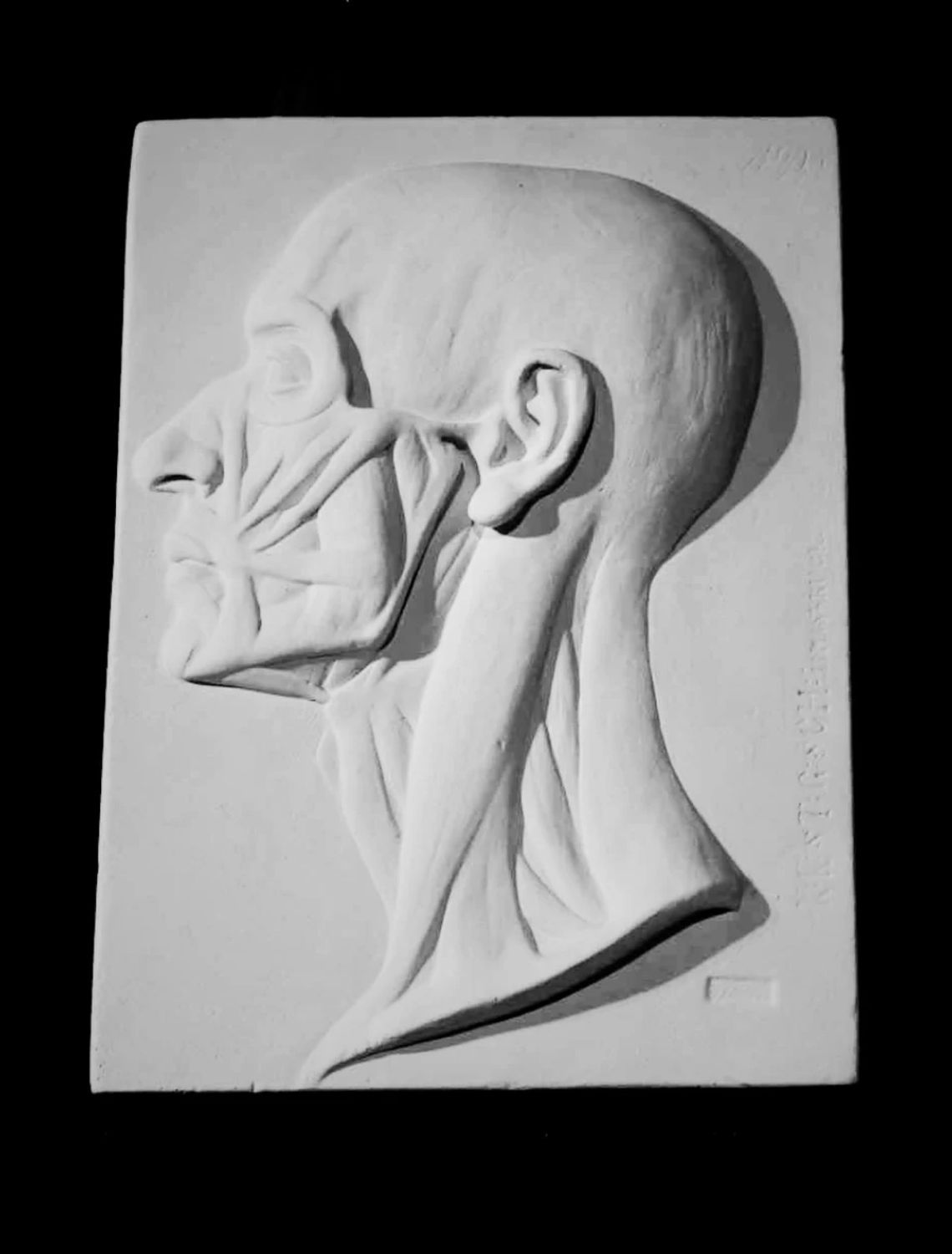 Anatomical Plaster Head