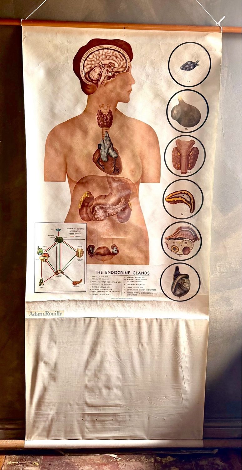 Anatomical Study