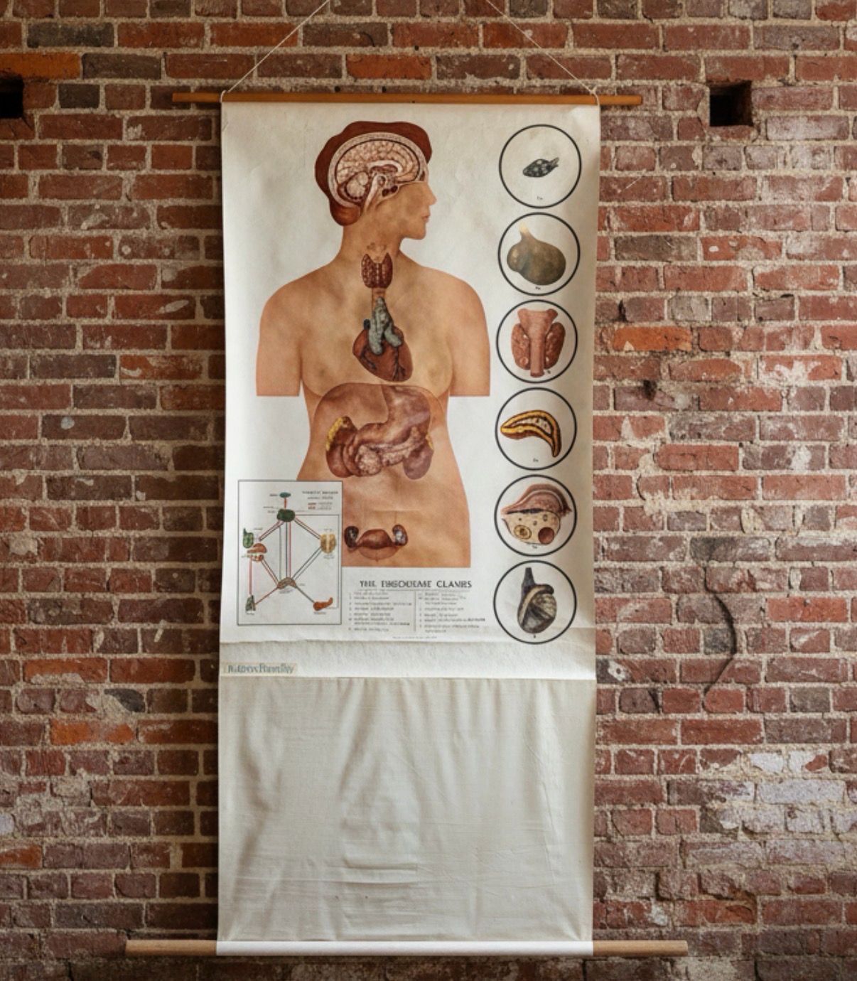 Anatomical Study