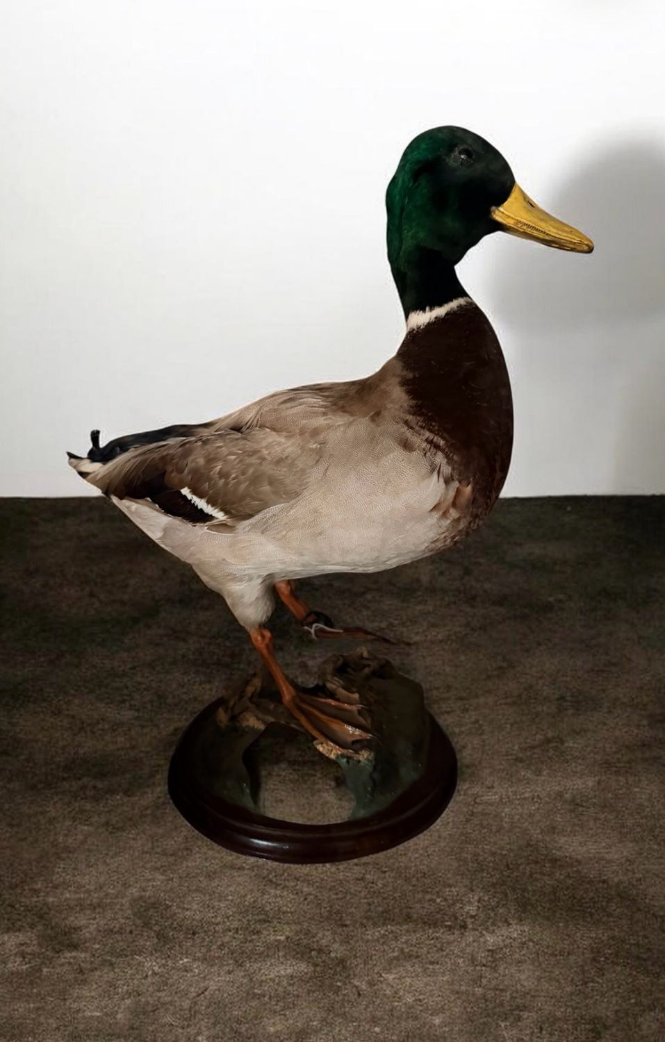 Mounted Mallard Taxidermy Duck