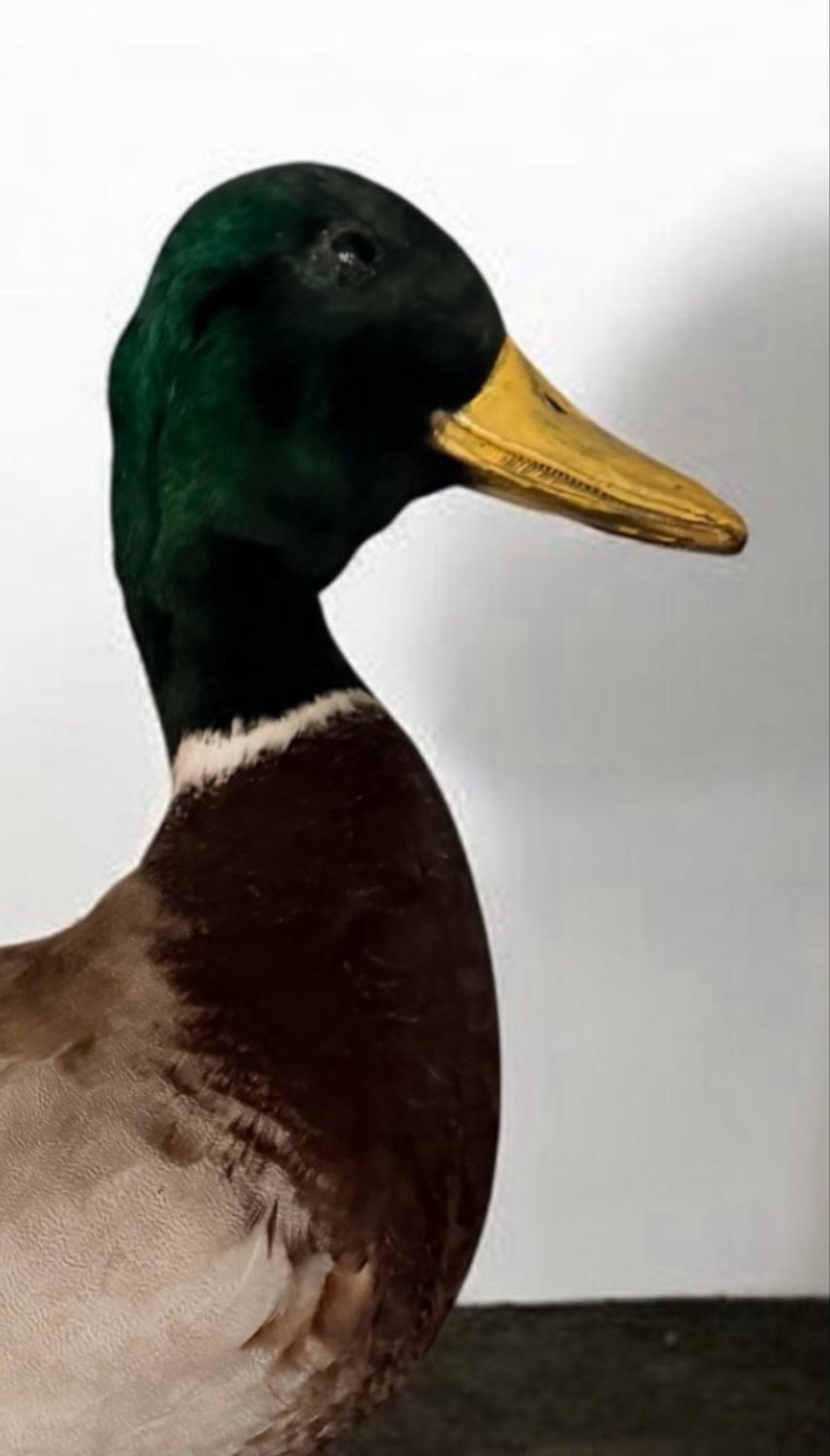Mounted Mallard Taxidermy Duck