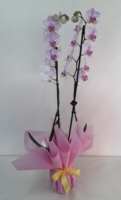 OR16///Orchid plant!!!