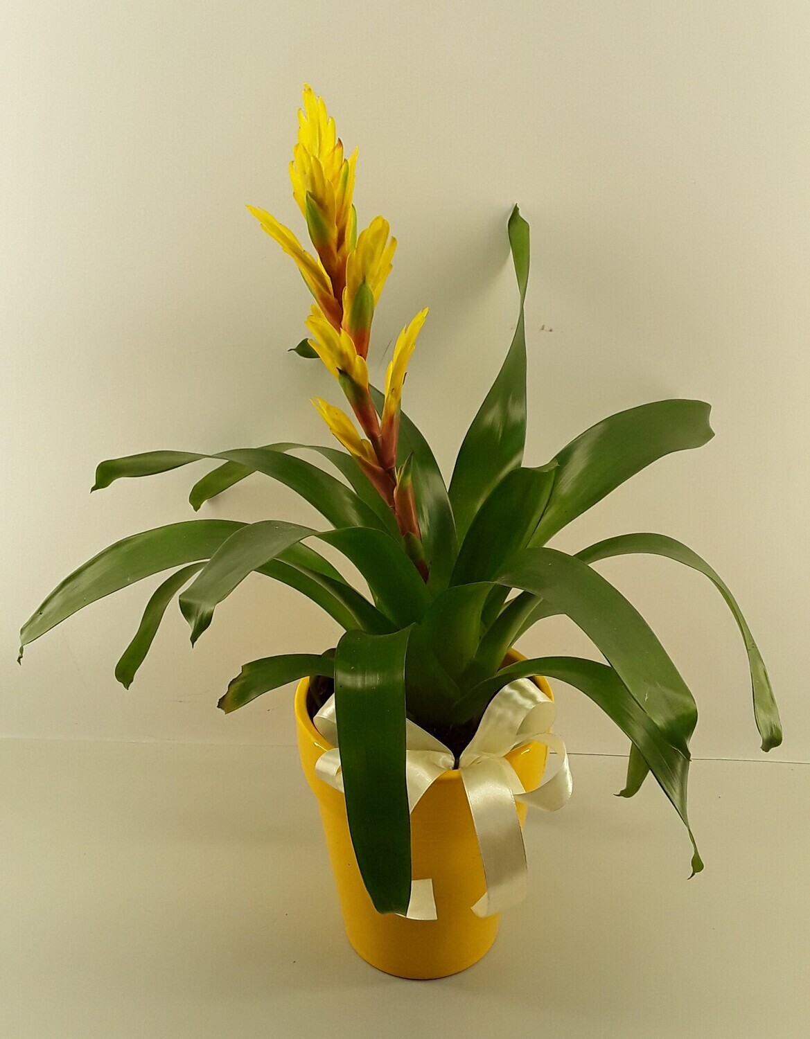 Plant2--Yellow vriesea plant!!!