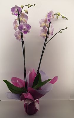 OR06--Orchid plant!!!