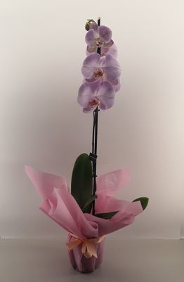 OR12--Orchid plant!!!