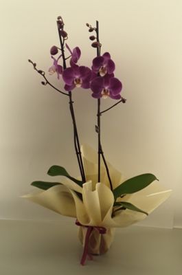 OR01--Orchid plant!!!