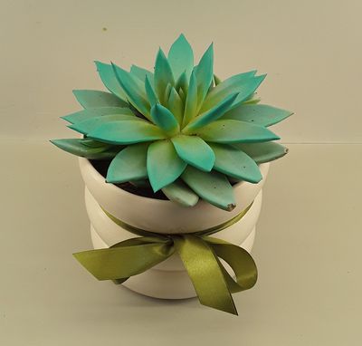Plant21--Echeveria plant in a pot!!!