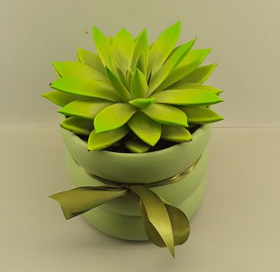 Plant23--Echeveria plant in a pot!!!