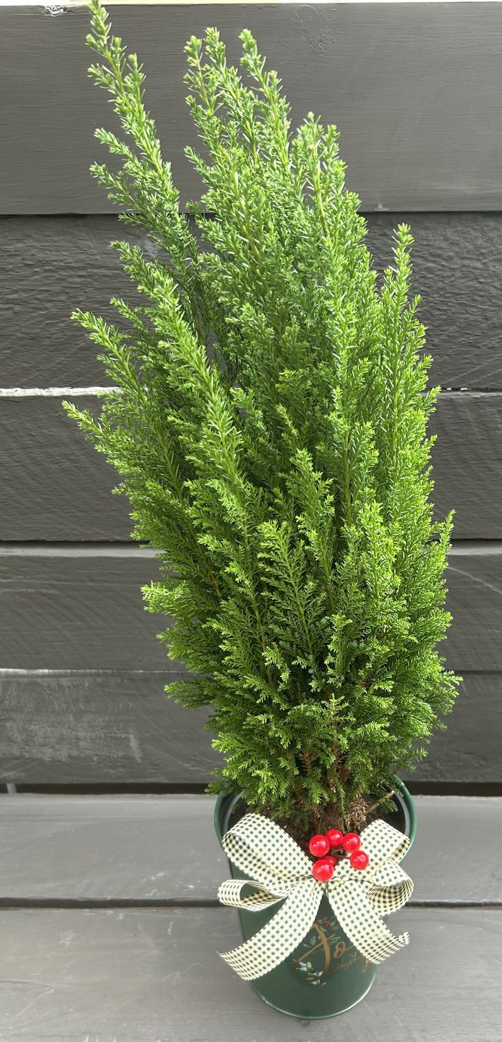 X02--Cypress Plant