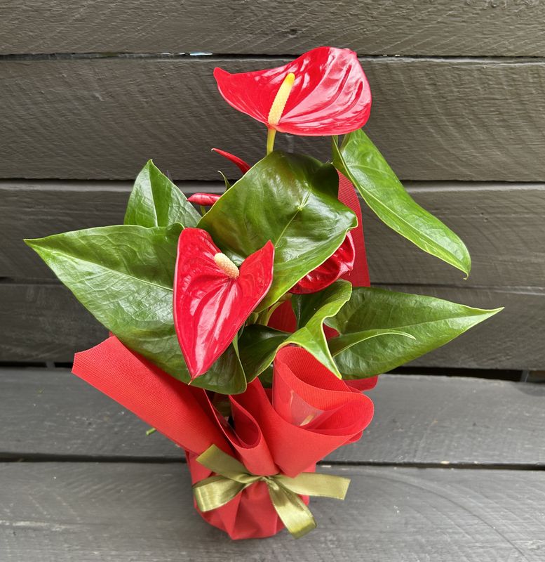 P01 - Anthurium Plant