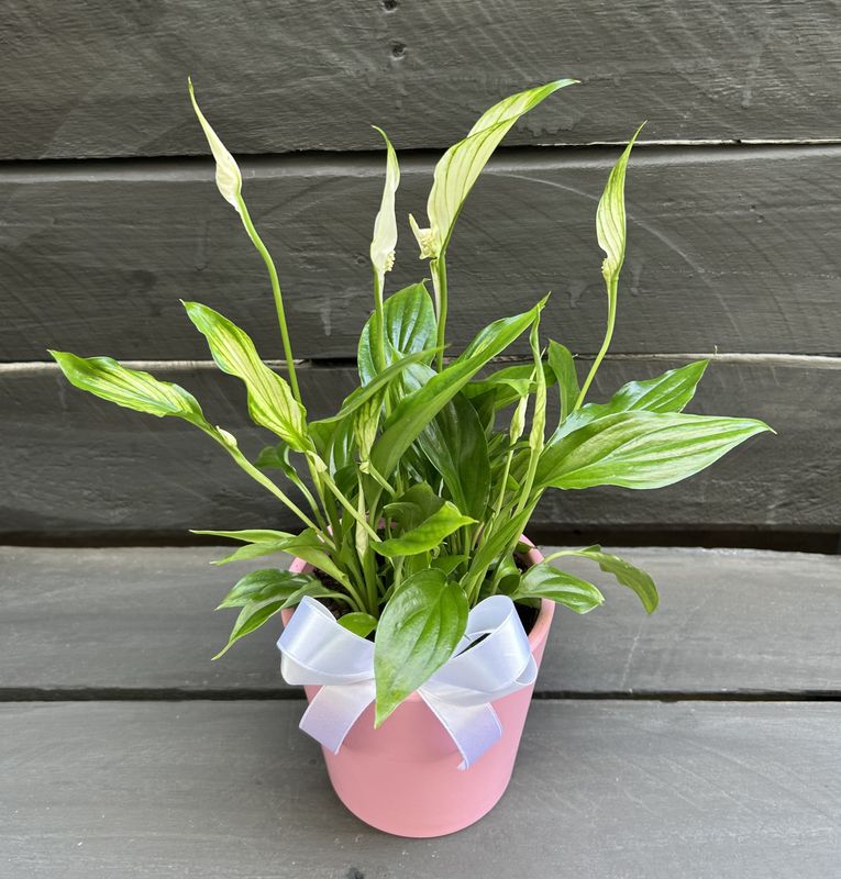 P10 - Spathiphyllum in a pot