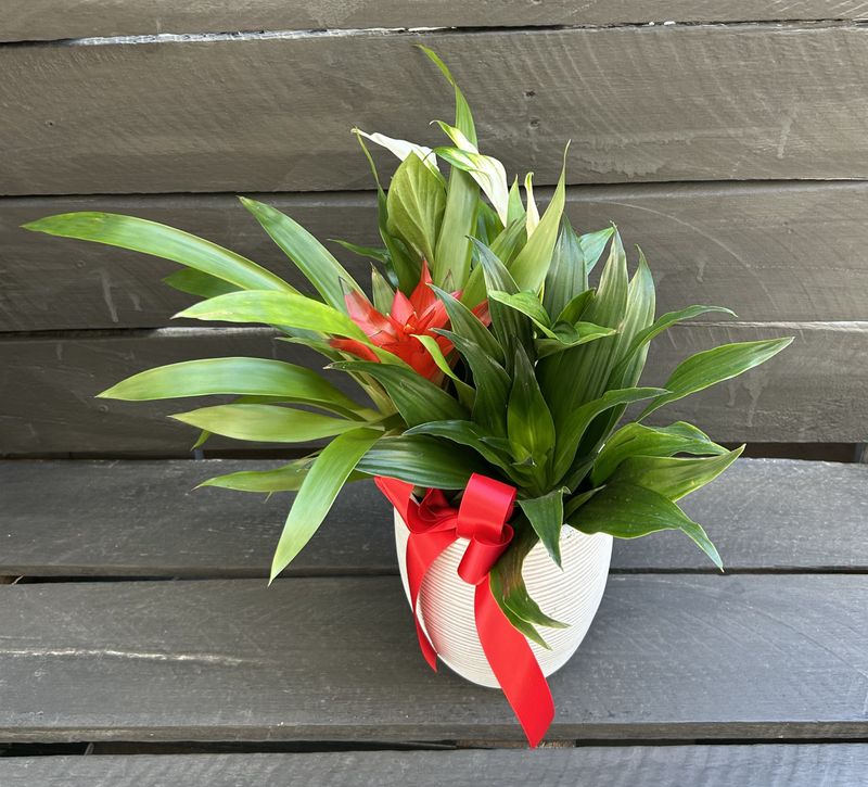 P05 - Mixed Plants in a pot